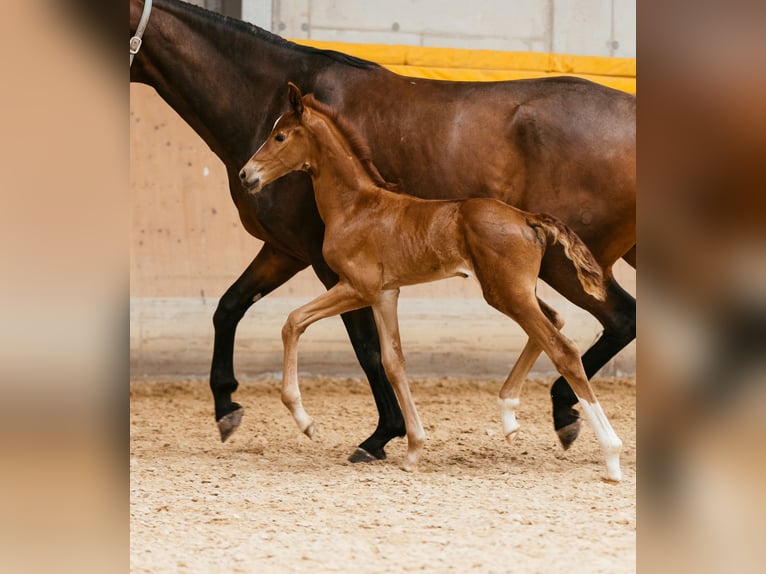 Austriacki koń gorącokrwisty Klacz Źrebak (06/2024) 169 cm Kasztanowata in Unterpetersdorf