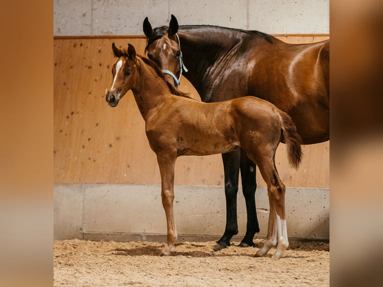 Austriacki koń gorącokrwisty Klacz Źrebak (06/2024) 169 cm Kasztanowata in Unterpetersdorf