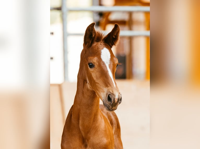 Austriacki koń gorącokrwisty Klacz Źrebak (06/2024) 169 cm Kasztanowata in Unterpetersdorf