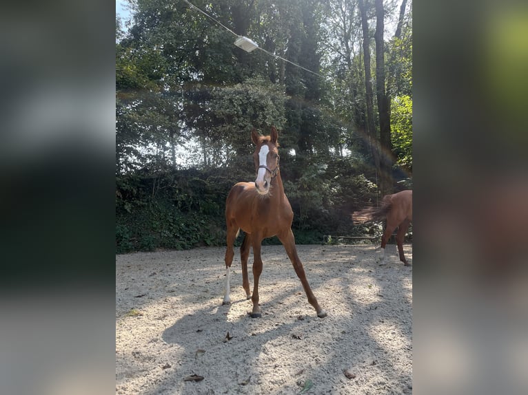 Austriacki koń gorącokrwisty Klacz Źrebak (04/2024) 170 cm Ciemnokasztanowata in Ligist