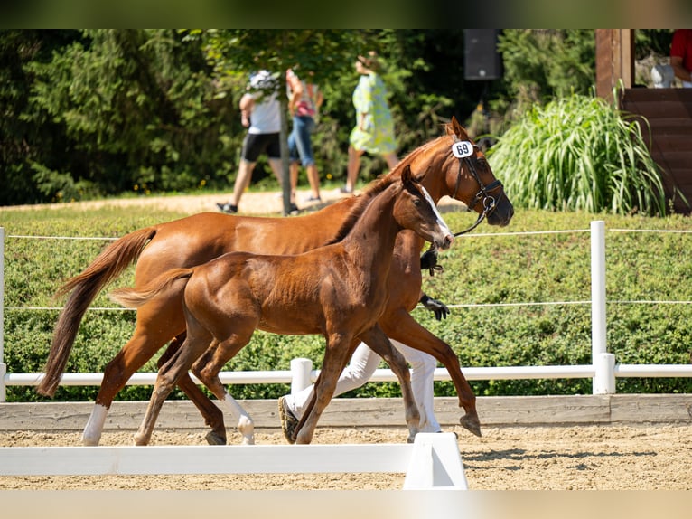 Austriacki koń gorącokrwisty Klacz Źrebak (04/2024) 170 cm Ciemnokasztanowata in Ligist