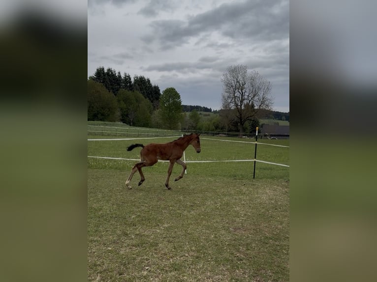 Austriacki koń gorącokrwisty Klacz Źrebak (04/2026) 170 cm Gniada in Sallingberg