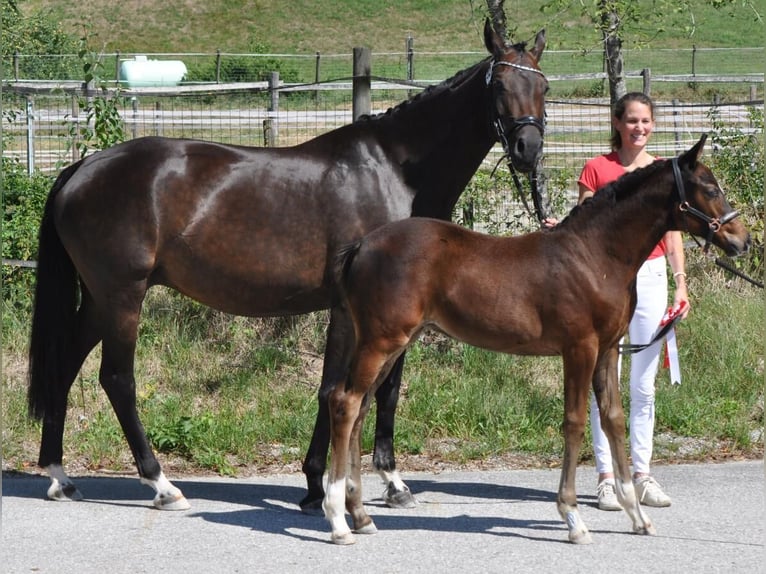Austriacki koń gorącokrwisty Klacz Źrebak (06/2026) 170 cm Gniada in Scheffau