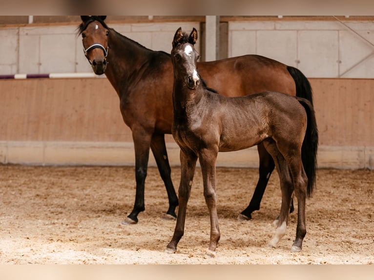 Austriacki koń gorącokrwisty Klacz Źrebak (03/2026) 170 cm Kara in Unterpetersdorf