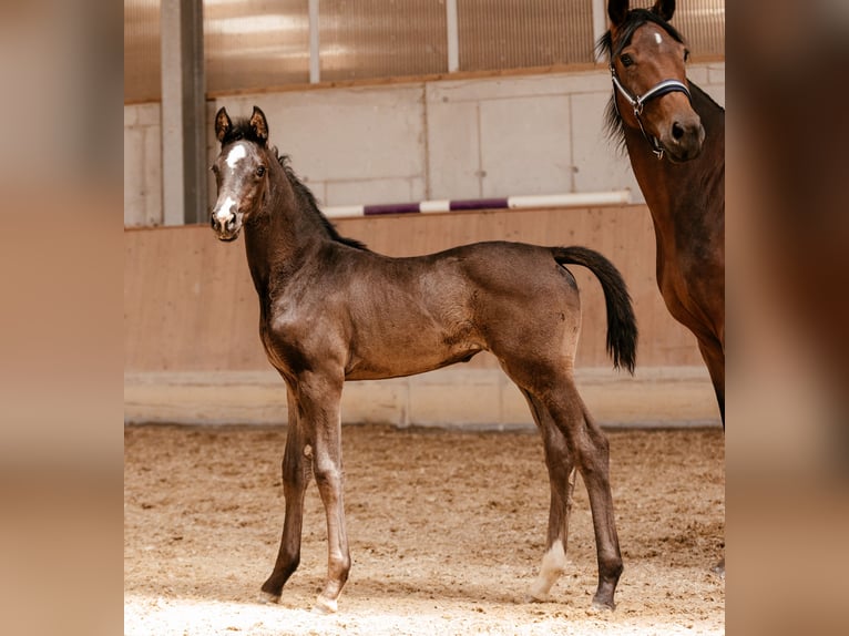 Austriacki koń gorącokrwisty Klacz Źrebak (03/2026) 170 cm Kara in Unterpetersdorf