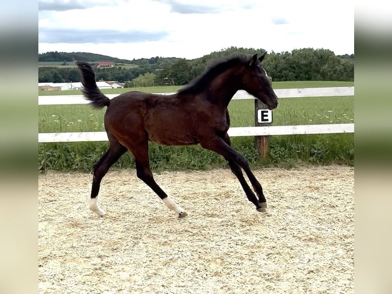 Austriacki koń gorącokrwisty Klacz  172 cm Ciemnogniada in Tiefenbach
