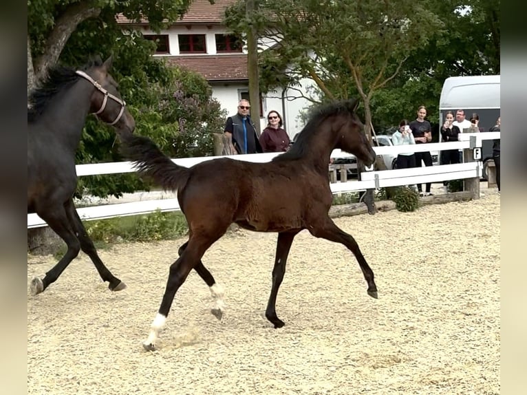 Austriacki koń gorącokrwisty Klacz  172 cm Ciemnogniada in Tiefenbach