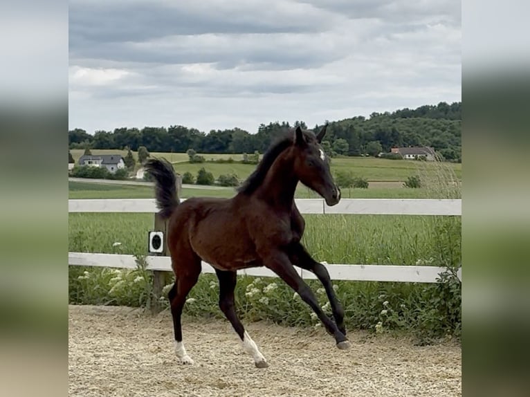 Austriacki koń gorącokrwisty Klacz  172 cm Ciemnogniada in Tiefenbach
