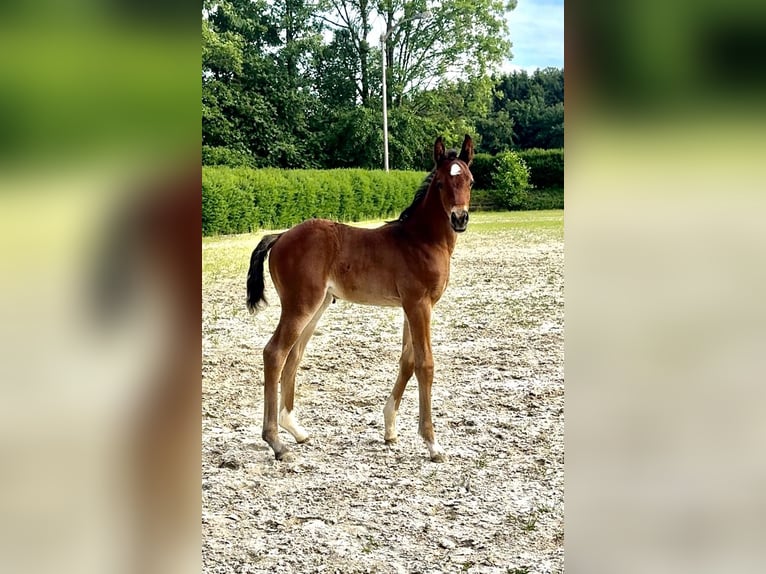 Austriacki koń gorącokrwisty Klacz Źrebak (05/2024) 173 cm Gniada in Zell an der Pram