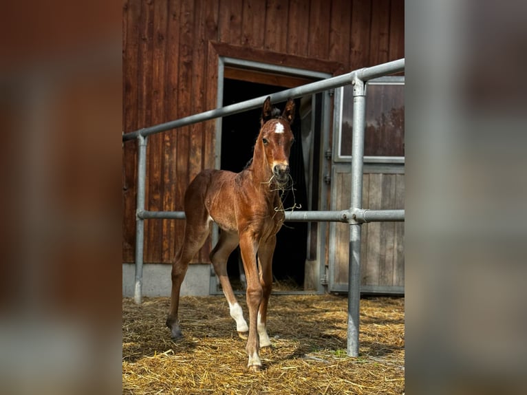 Austriacki koń gorącokrwisty Klacz Źrebak (05/2024) 173 cm Gniada in Zell an der Pram