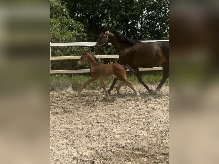 Austriacki koń gorącokrwisty Klacz Źrebak (05/2024) 173 cm Gniada in Zell an der Pram