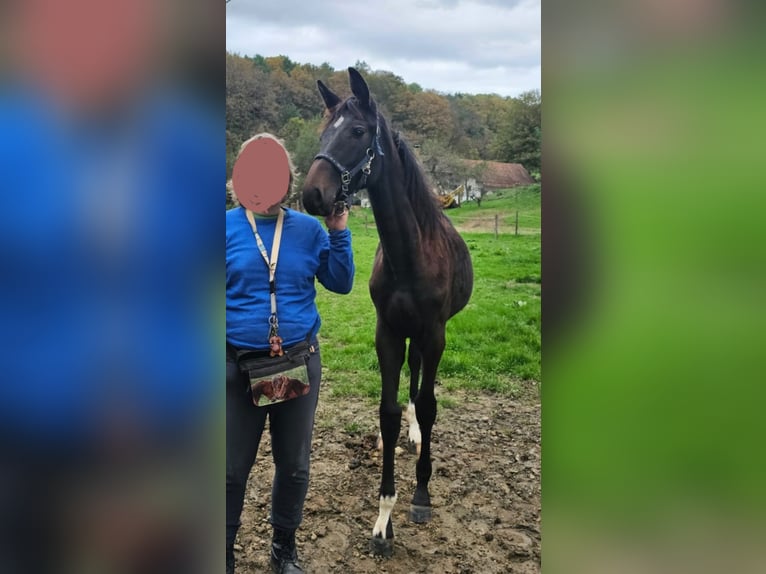 Austriacki koń gorącokrwisty Klacz Źrebak (04/2024) 180 cm Skarogniada in Minihof-Liebau