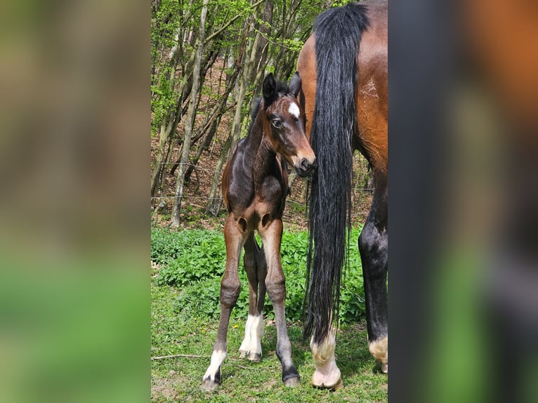 Austriacki koń gorącokrwisty Klacz Źrebak (04/2024) 180 cm Skarogniada in Minihof-Liebau