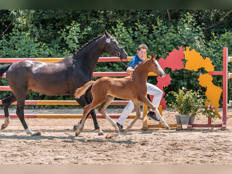 Austriacki koń gorącokrwisty Klacz Źrebak (06/2024) Kasztanowata in Peisching