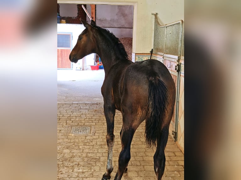 Austriacki koń gorącokrwisty Klacz Źrebak (03/2025) in Tr&#xF6;stlberg