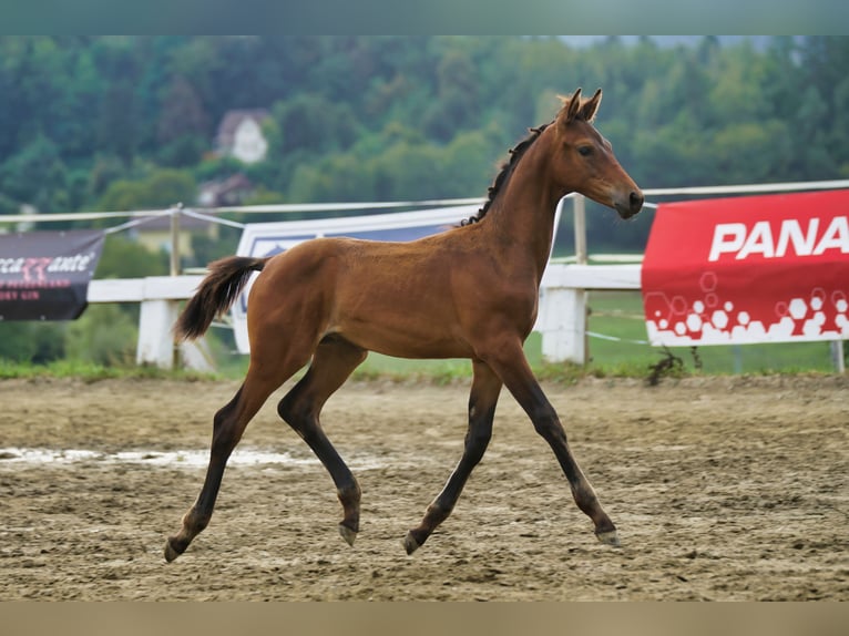 Austriacki koń gorącokrwisty Ogier 1 Rok 170 cm Ciemnogniada in Magdalenberg