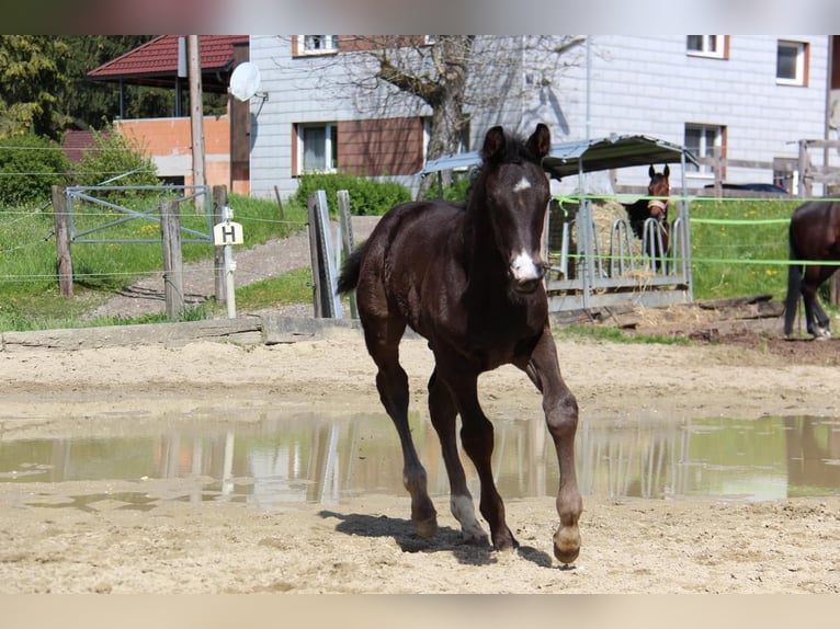 Austriacki koń gorącokrwisty Ogier 1 Rok 170 cm in Amstetten