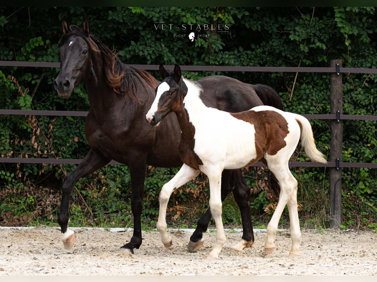 Austriacki koń gorącokrwisty Ogier 1 Rok 172 cm Tobiano wszelkich maści in Entschendorf