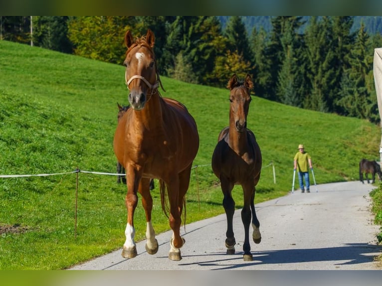 Austriacki koń gorącokrwisty Ogier 1 Rok Gniada in Hopfgarten
