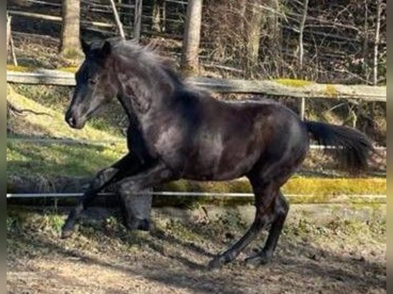 Austriacki koń gorącokrwisty Ogier 1 Rok Kara in Hitzendorf