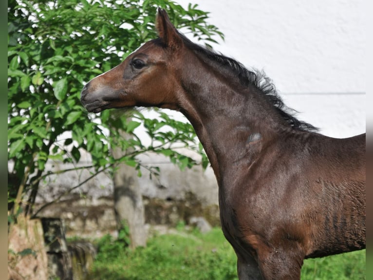 Austriacki koń gorącokrwisty Ogier 1 Rok Skarogniada in Golling