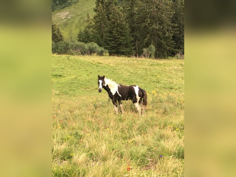 Austriacki koń gorącokrwisty Ogier 1 Rok Srokata in Reutte