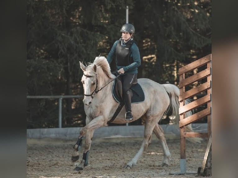 Austriacki koń gorącokrwisty Ogier 2 lat 164 cm Izabelowata in Seeham