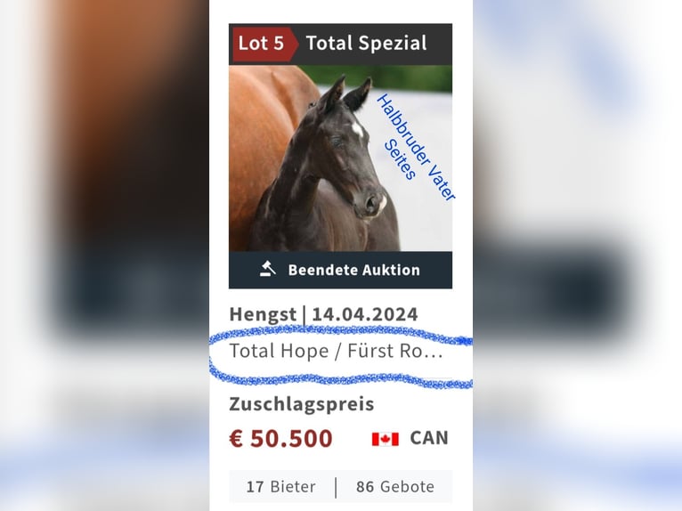 Austriacki koń gorącokrwisty Ogier 2 lat 168 cm Kasztanowata in St. Andr&#xE4;