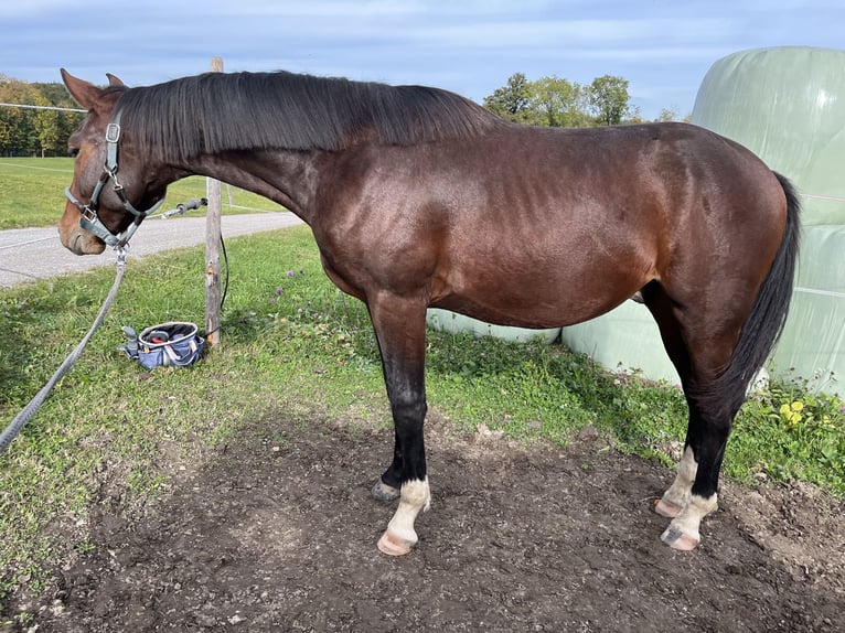 Austriacki koń gorącokrwisty Ogier 2 lat 170 cm Gniada in Aurolzmünster