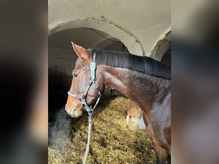 Austriacki koń gorącokrwisty Ogier 2 lat 170 cm Gniada in Aurolzmünster