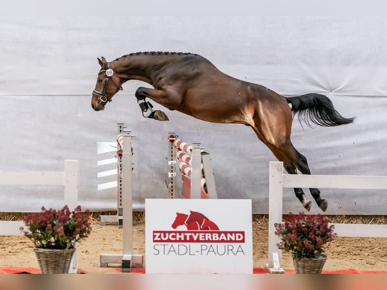 Austriacki koń gorącokrwisty Ogier 2 lat 175 cm Gniada in Stadl-Paura