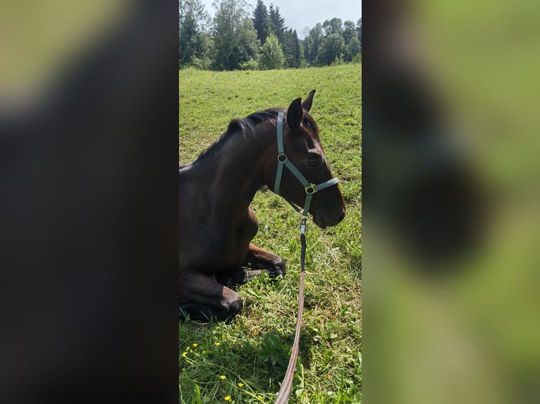 Austriacki koń gorącokrwisty Ogier 2 lat 175 cm Gniada in Stadl-Ufer