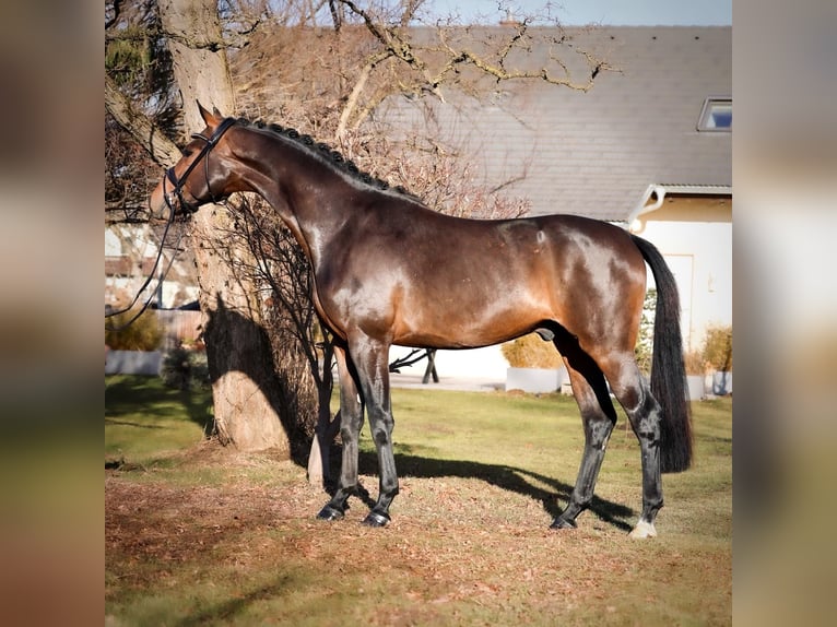 Austriacki koń gorącokrwisty Ogier 3 lat 168 cm in Unterpetersdorf