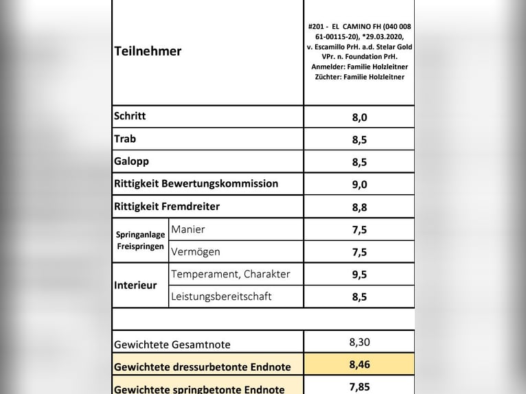 Austriacki koń gorącokrwisty Ogier 4 lat 173 cm Ciemnogniada in Stadl-Paura