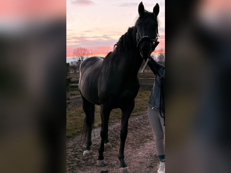 Austriacki koń gorącokrwisty Ogier 6 lat 165 cm Kara in Maria Enzersdorf