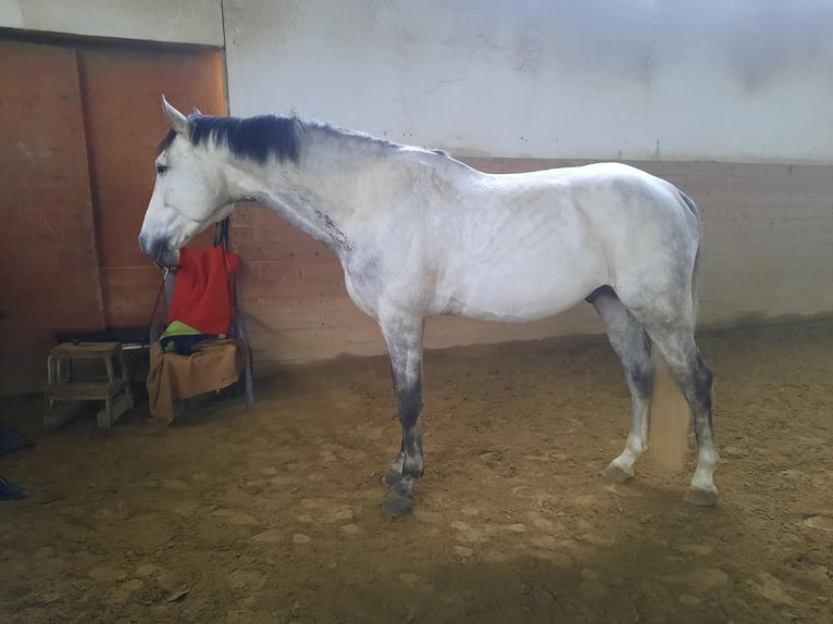 Austriacki koń gorącokrwisty Ogier 8 lat 173 cm Siwa in Grafendorf