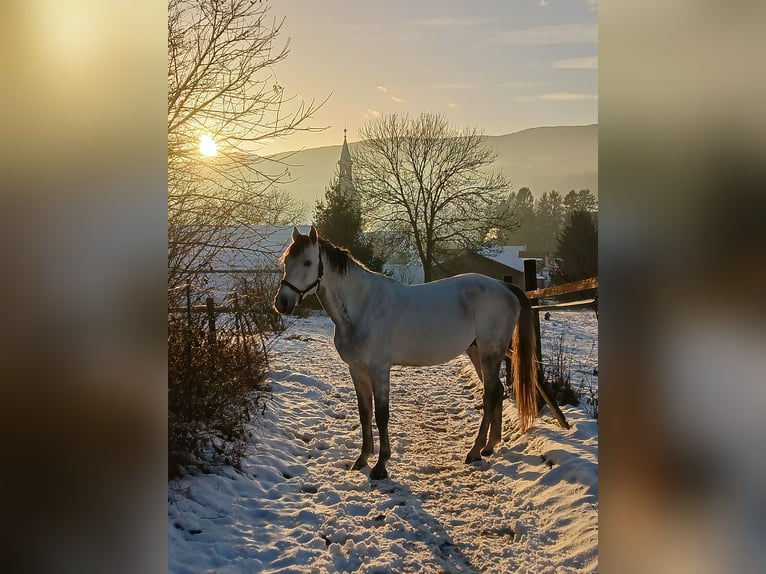 Austriacki koń gorącokrwisty Ogier 8 lat 173 cm Siwa in Grafendorf