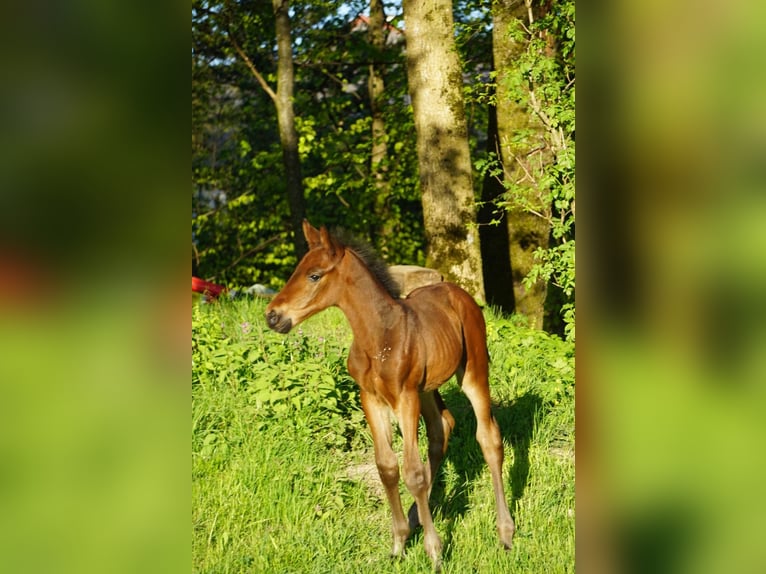 Austriacki koń gorącokrwisty Ogier Źrebak (04/2026) 105 cm Ciemnogniada in Eugendorf