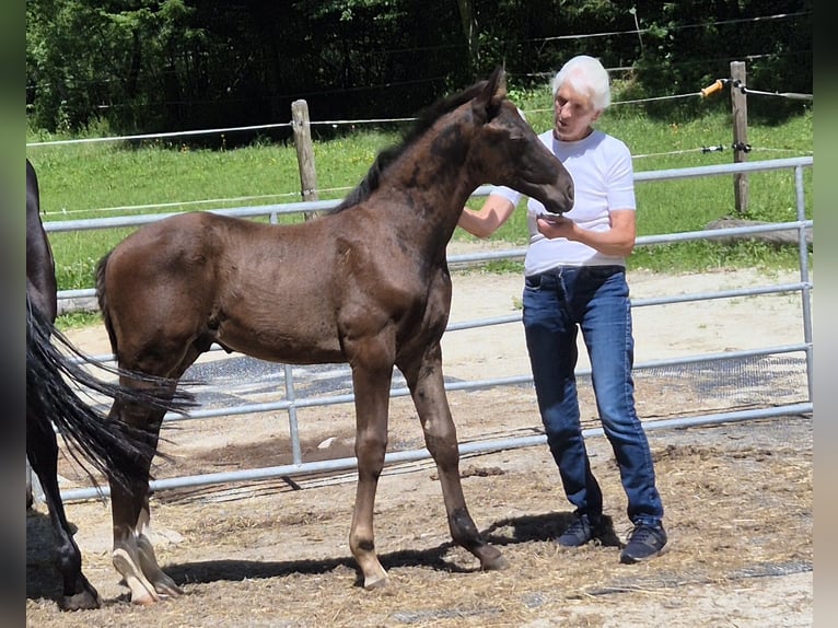 Austriacki koń gorącokrwisty Ogier Źrebak (05/2026) 168 cm Kara in Rettenegg