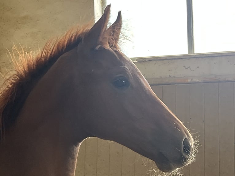 Austriacki koń gorącokrwisty Ogier Źrebak (05/2025) 169 cm Kasztanowata in Heiligenkreuz