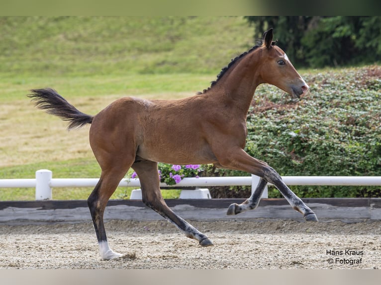 Austriacki koń gorącokrwisty Ogier Źrebak (03/2024) 170 cm Gniada in Gleisdorf