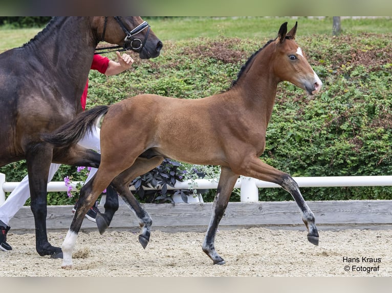 Austriacki koń gorącokrwisty Ogier Źrebak (03/2024) 170 cm Gniada in Gleisdorf