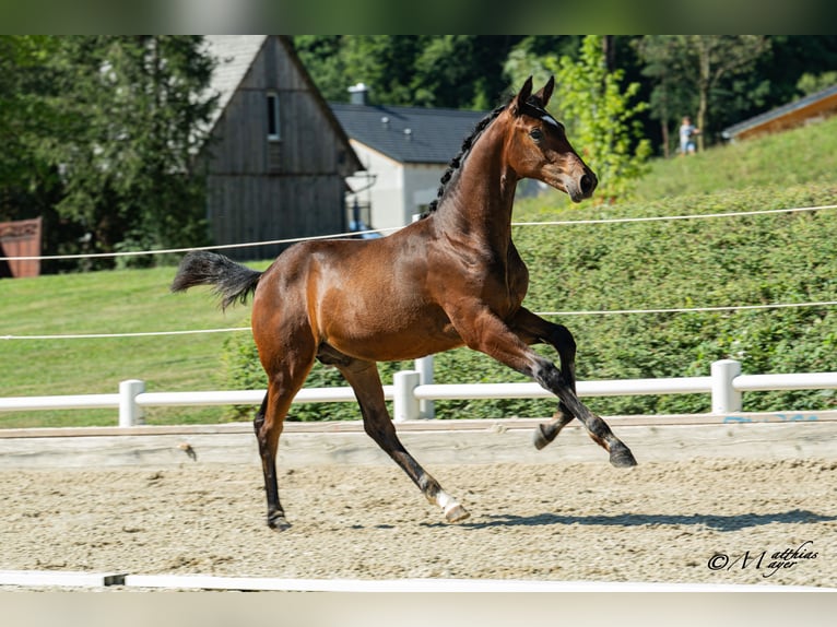 Austriacki koń gorącokrwisty Ogier Źrebak (03/2026) 170 cm Gniada in Straßburg