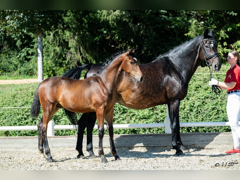 Austriacki koń gorącokrwisty Ogier Źrebak (03/2026) 170 cm Gniada in Straßburg