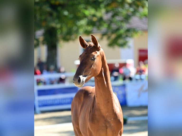 Austriacki koń gorącokrwisty Ogier Źrebak (01/2025) 170 cm Kasztanowata in Gleisdorf
