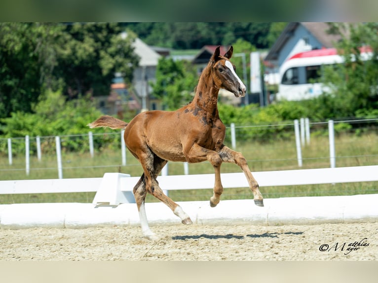 Austriacki koń gorącokrwisty Ogier Źrebak (04/2025) 170 cm Kasztanowata in St. Marein / Feistritz