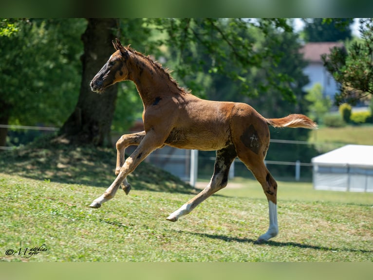 Austriacki koń gorącokrwisty Ogier Źrebak (04/2025) 170 cm Kasztanowata in St. Marein / Feistritz