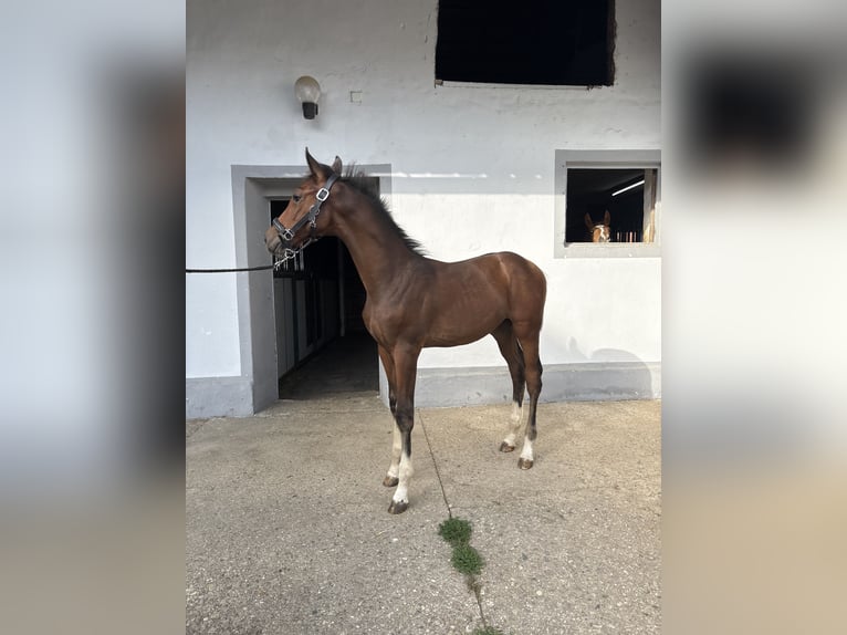 Austriacki koń gorącokrwisty Ogier Źrebak (05/2025) 172 cm Gniada in Bad Radkersburg