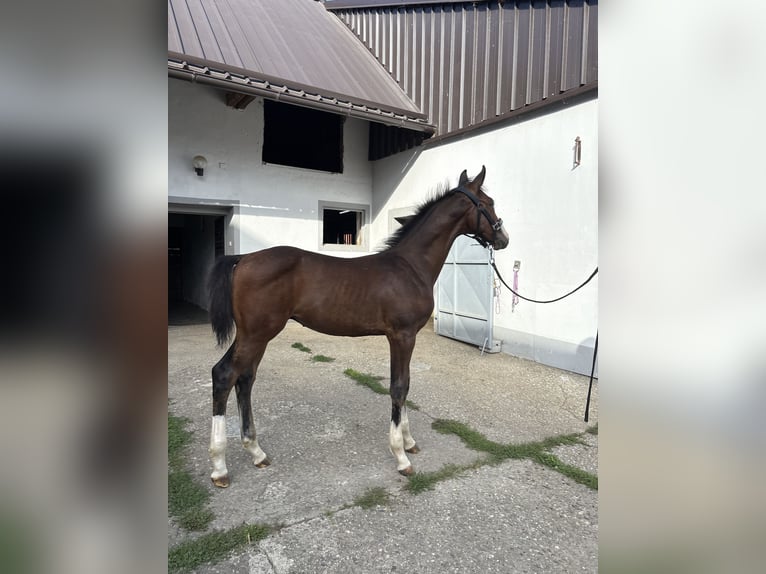 Austriacki koń gorącokrwisty Ogier Źrebak (05/2025) 172 cm Gniada in Bad Radkersburg