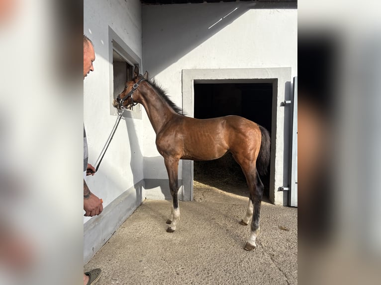 Austriacki koń gorącokrwisty Ogier Źrebak (05/2025) 172 cm Gniada in Bad Radkersburg